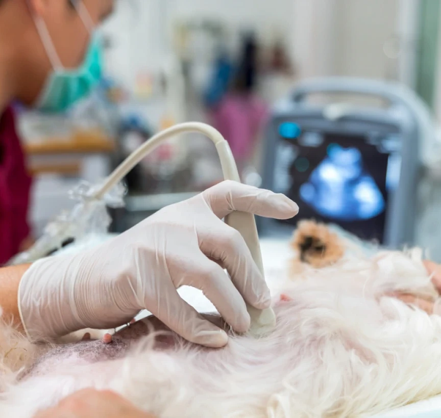 Poly Med Solutions Echographe Samsung Le Mans Notre Galerie Photos 06 1